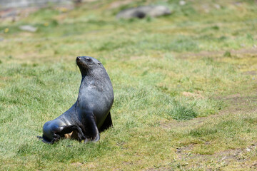 Fur Seal sitting in the sun in summer at Grytviken - South Georgia Island
