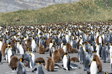 Obraz premium Mixed group of young and adult King Penguins on South Georgia Island