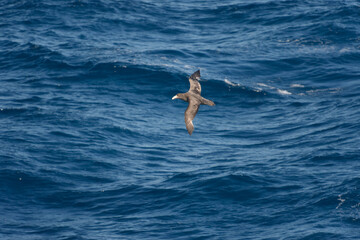 Southern Giant Petrel (Macronectes giganteus) flying