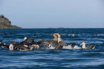 Southern Giant Petrels fighting for food near South Georgia Island