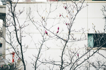 Pink buds adorn a Lisbon tree in late winter. Selective focus highlights their varying sizes, with the largest ready to bloom and bear fruit, adding a touch of hope to the bare branches