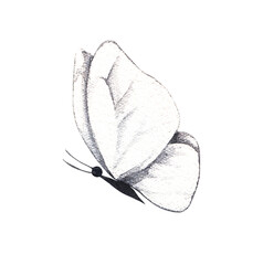 Watercolor white butterfly on a white background