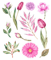 Watercolor set of pink flowers on white background