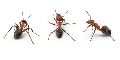 ant isolated on transparent background