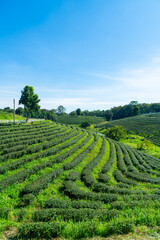 Fototapeta na wymiar tea plantation on mountain in morning