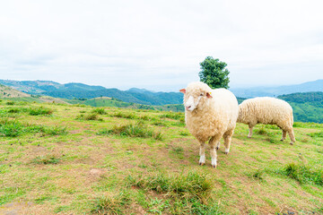 white sheep on mountain hill