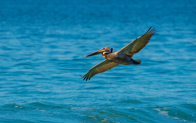 Mature male Brown Pelican skims breaking waves looking for food.