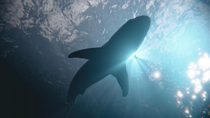 The shark swimming silhouette underwater.