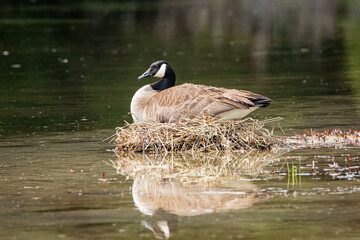 Reflection in the pond water of a Canada Goose nesting in spring at Grand Teton National Park Wyoming.