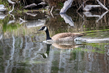 Canada Goose reflection in a Grand Teton Pond Wyoming.