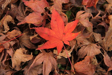 もみじ 秋『秋色紅葉』葉