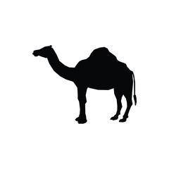 Isolated black silhouette of a Camel on a white background. - Farm Animals. Vector Icon illustration