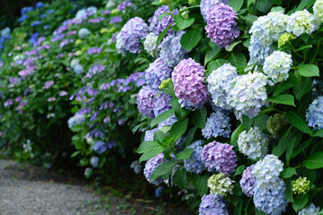 アジサイ　Hydrangea