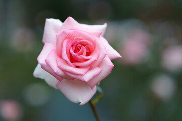 ピンクのバラ　ウィミー　Rosa