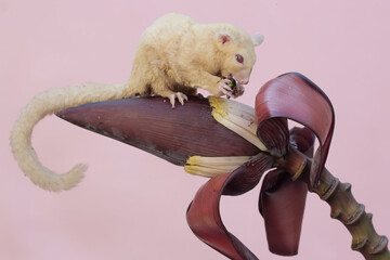 A young sugar glider eating a frog's leg beetle in a banana flower. This marsupial mammal has the scientific name Petaurus breviceps.