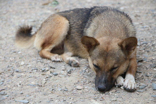 lonely stray dog sleeping outside