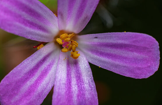 pink flower of Geranium robertianum known as herb-Robert, red robin, death come quickly, stinking Bob, squinter-pip, crow's foot, or fox or Roberts geranium