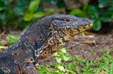 Water monitor lizard
