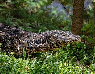 Water monitor lizard