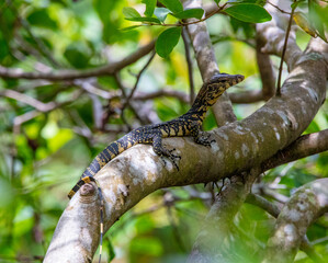 Water monitor lizard