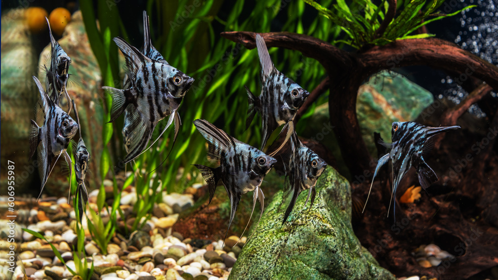 Wall mural blue marbled angelfish in a tropical freshwater aquarium.