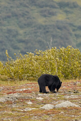 Black Bear - 606956517