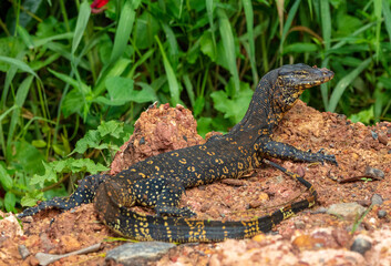 Water monitor lizard