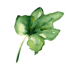Watercolor illustration  green pumpkin leaf hand drawn