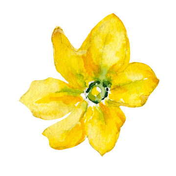 Watercolor illustration yellow pumpkin flower hand drawn