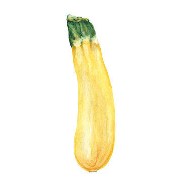 Watercolor illustration hand drawn zucchini vegetable