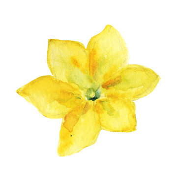 Watercolor illustration yellow pumpkin flower hand drawn