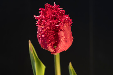 Red Crispa tulip (with fringes) against a black background