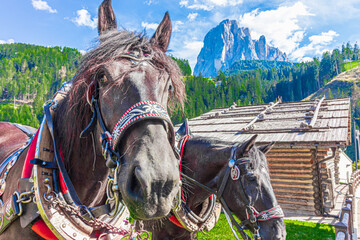 Horse in folkloristic event in Val Gardena. Sassolungo mountain in background