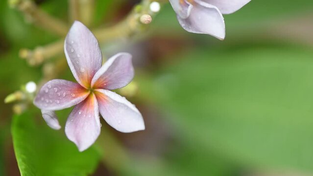 Plumeria violet  or violet princess flower on nature background.