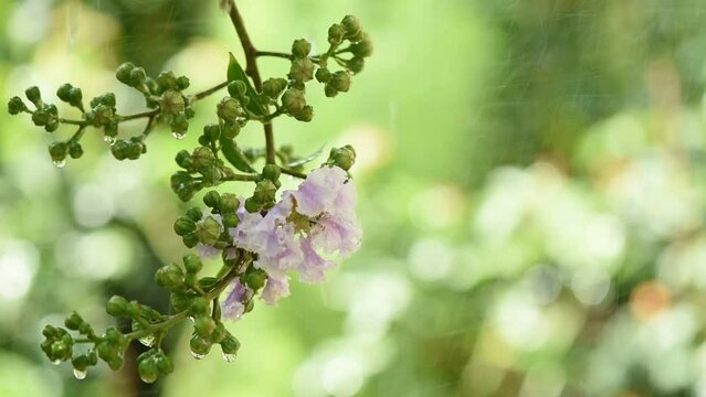 Lagerstroemia speciosa flower on nature background.