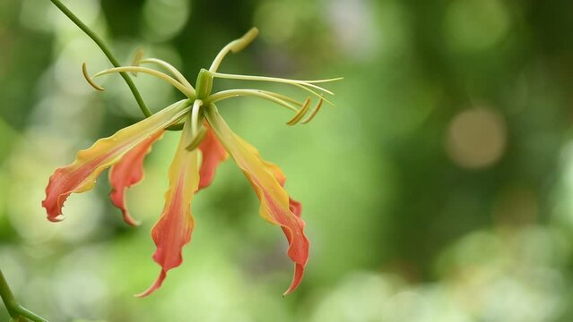 Climbing lily or gloriosa superba branch flowers on nature background.