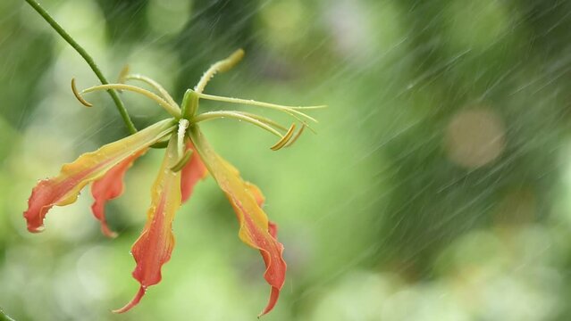Climbing lily or gloriosa superba branch flowers on nature background.
