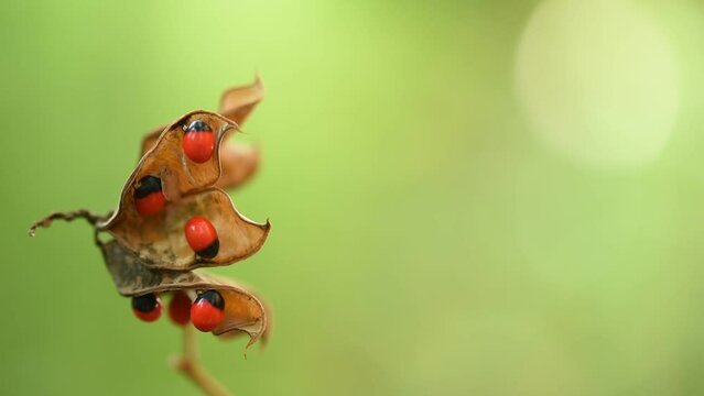 Jequirity or abrus precatorius fruits on nature background.