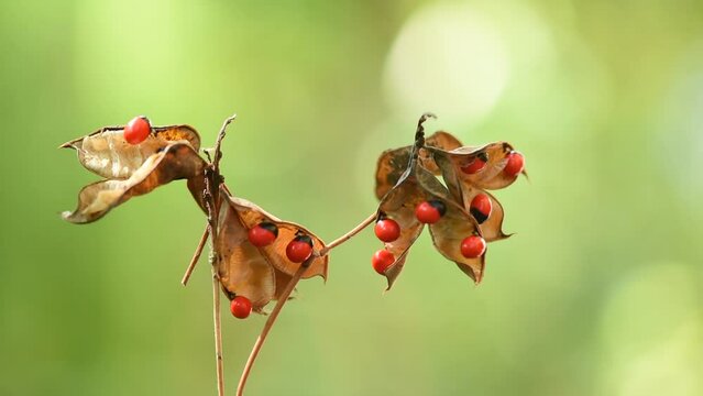 Jequirity or abrus precatorius fruits on nature background.