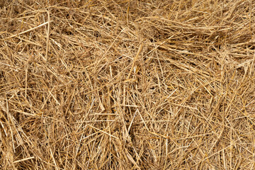 Texture of yellow-golden straw in a harvested wheat field