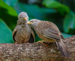 Yellow-billed babbler