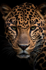 Fototapeta na wymiar Jaguar portrait on black background, Generative AI