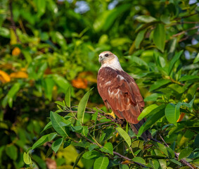 Brahminy kite