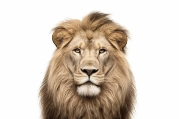Fototapeta na wymiar Portrait of a Male adult lion, Panthera Leo, isolated on white, Generative AI