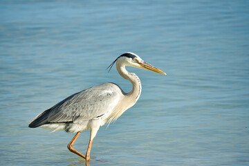 Brown heron bird near the beach, Mahe Seychelles 2