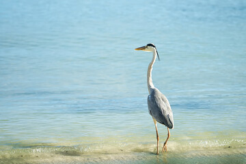 Brown heron bird near the beach, Mahe Seychelles 3