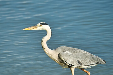 Brown heron bird near the beach, Mahe Seychelles 7