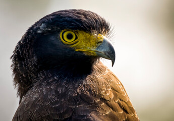 Crested-serpent eagle close-up portrait 