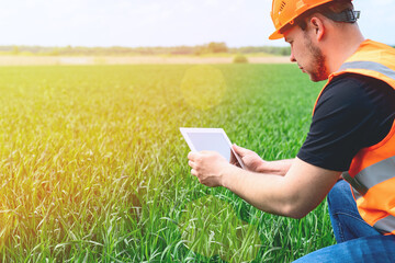 Farmer with white tablet looks at green seedlings of crop