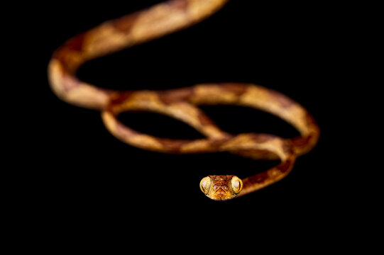 Amazon Basin Blunt-headed Tree Snake (Imantodes lentiferus)